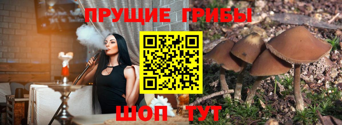 Галлюциногенные грибы Psilocybine cubensis  Галлюциногенные грибы мухоморы  Губкин  Вход с VPN 